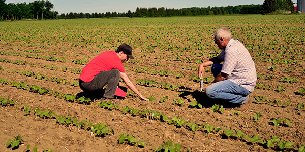 Two individuals assessing field